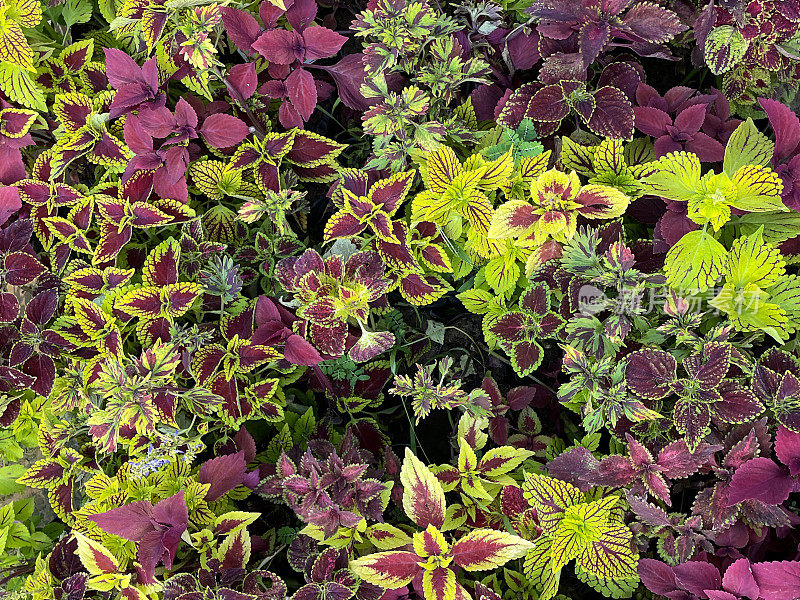 全幅图片的菜叶(Coleus scutellarioides)的芽和红色和绿色的叶子生长在植物苗圃中心的花盆，高架视图